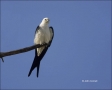 Florida;Southeast-USA;Swallow-tailed-Kite;Kite;Elanoides-forficatus;Birds-of-Pre